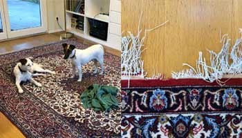Restauración alfombra mordedura de perro